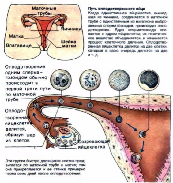 Если хотите зачать ребенка, доведите женщину до оргазма, советует гинеколог. что влияет на зачатие