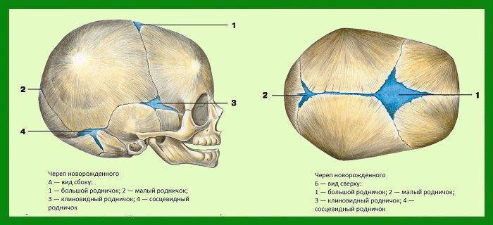 Родничок у новорожденных: когда зарастает темечко - нормы по месяцам