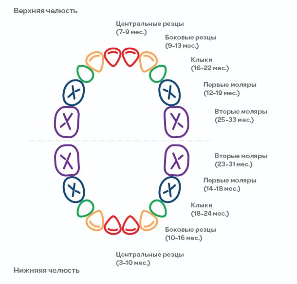 Когда режутся первые зубы у младенцев, во сколько месяцев: схема и последовательность