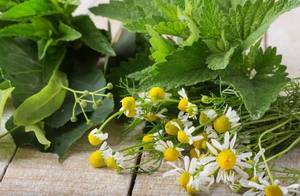 В каких травах купать новорожденного: хвойный экстракт, лавровый лист, чистотел