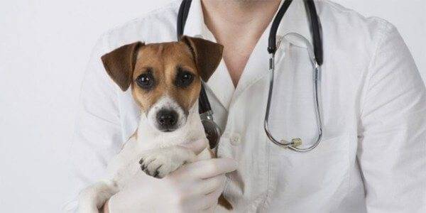 Симптомы аллергии на шерсть животных у грудничков и детей старше 1 года