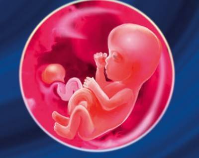 Геделикс при беременности: особенности применения в 1, 2, 3 триместрах