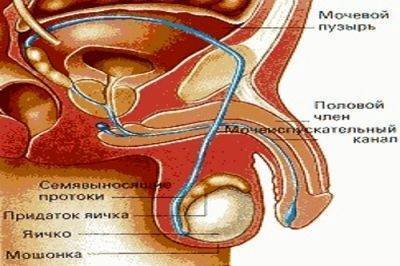 Эритроциты, лецитиновые зерна и клетки эпителия в спермограмме: что это означает?
