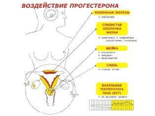 Бежевые выделения при беременности на ранних сроках светлого, желтого или коричневого оттенка