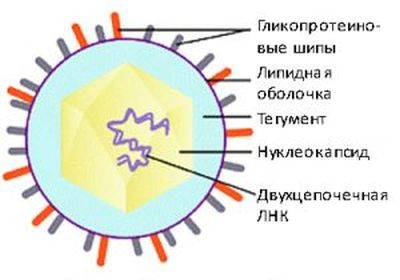 Опоясывающий лишай у детей - симптомы и лечение вируса герпес Зостер