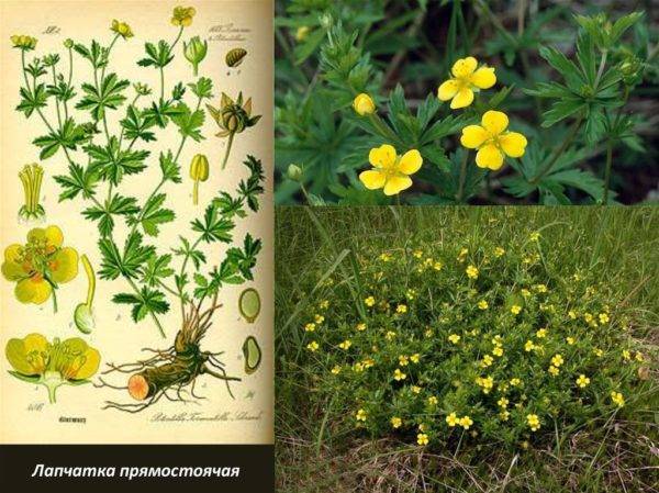 Пролактин и прогестерон: связь этих гормонов, причины их повышения и понижения