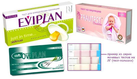 Что такое овуляция, когда она наступает у женщины после последнего дня месячных?