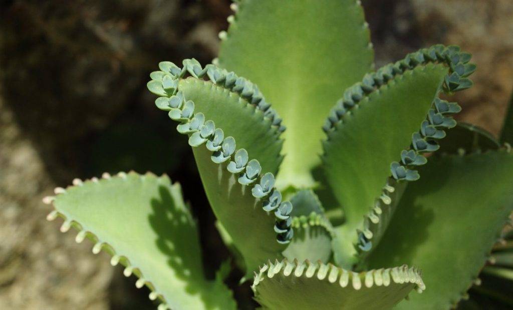 Каланхоэ от насморка детям: как правильно капать сок в нос и с какого возраста можно использовать?