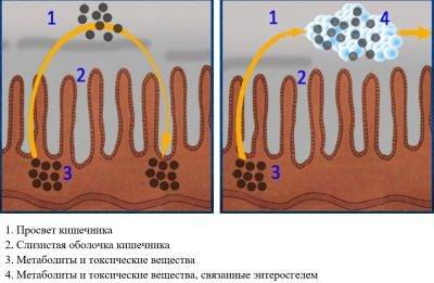 Энтеросгель: инструкция по применению для детей до года и старше при ротавирусе и рвоте, аналоги