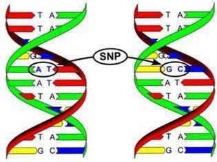 Эритроциты, лецитиновые зерна и клетки эпителия в спермограмме: что это означает?