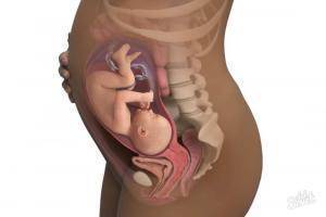 6 месяц беременности: с какой недели начинается, как выглядит живот на этом сроке?