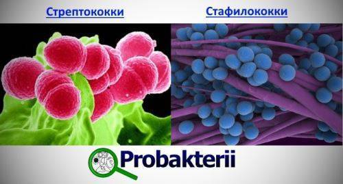 Сыпь в паху у ребенка - раздражение в интимной зоне, покраснение и зуд на половых органах
