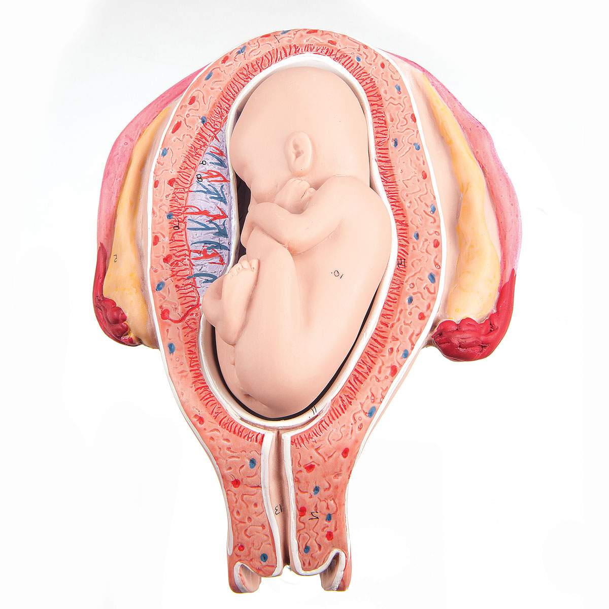 Как ведет себя ребенок перед родами и во время схваток: активно шевелится или затихает?