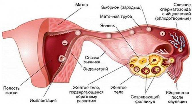 Желточный мешок: норма по неделям беременности, размеры на ранних и поздних сроках