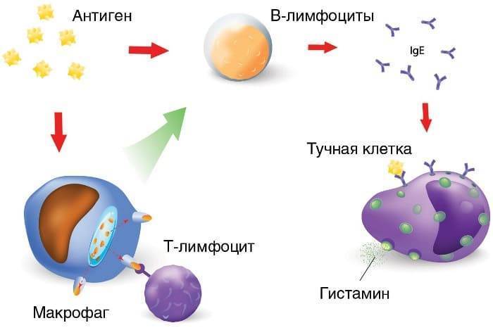 Мазь при аллергии при беременности: какой препарат использовать в 1, 2 и 3 триместрах?