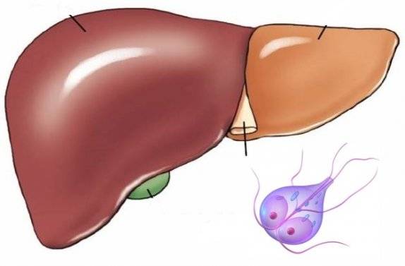 Симптомы и лечение лямблий в печени у детей, причины возникновения и возможные осложнения
