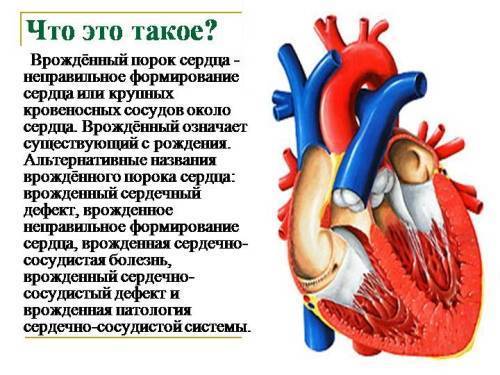 Как определить пол ребенка по сердцебиению, чье сердце бьется чаще – мальчика или девочки?