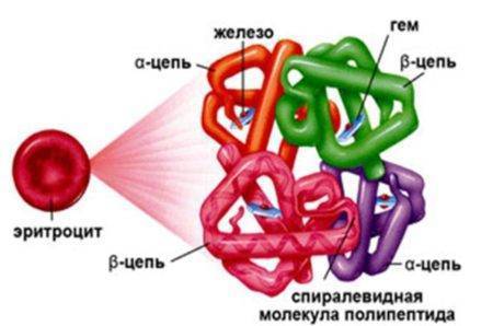 Низкий гемоглобин у ребенка: как повысить показатели до года и старше?