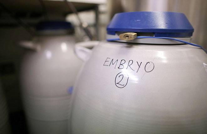 Качество эмбрионов для переноса: классификация и шансы на имплантацию