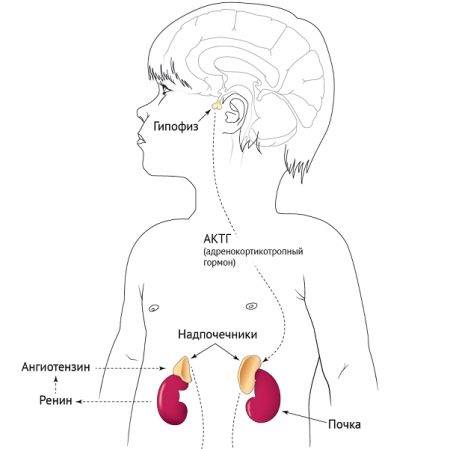 Неонатальный скрининг новорожденных в роддоме на наследственные заболевания (анализ крови из пятки)