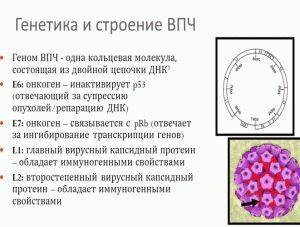 Генферон или Виферон - что лучше для детей, в чем разница и чем заменить свечи?