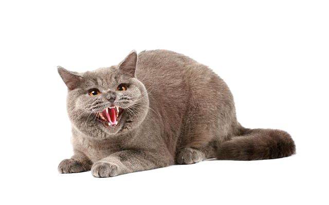 Ребенка укусила собака: что делать в домашних условиях, нужна ли прививка от столбняка?