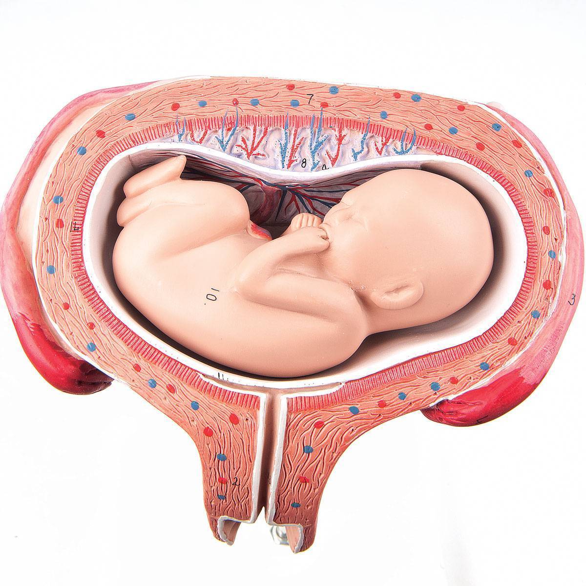 Как ведет себя ребенок перед родами и во время схваток: активно шевелится или затихает?