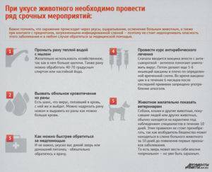 Ребенка укусила собака: что делать в домашних условиях, нужна ли прививка от столбняка?