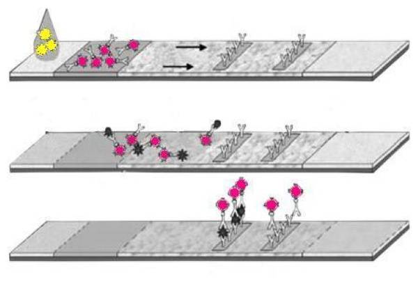 Значение реагента на тесте на беременность: что это такое и как выглядит?