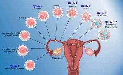 Рассчитать овуляцию: как составить календарь благоприятных для зачатия дней?