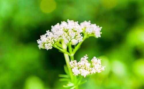 Валерьянка при грудном вскармливании: можно ли кормящей маме пить валериану?
