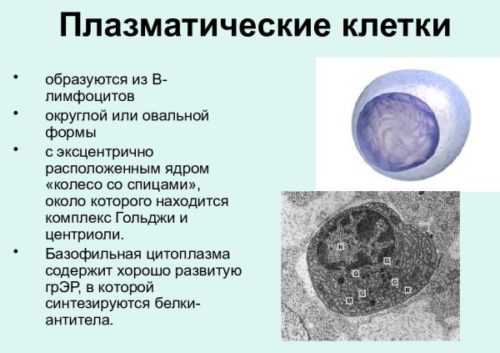 Плазматические клетки в крови у ребенка: что это значит в общем анализе?