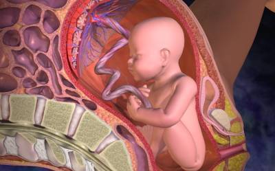Когда формируется плацента при беременности: сроки и особенности процесса