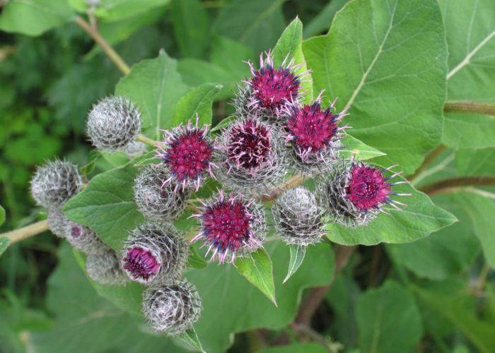 Причины хронического и рецидивирующего бронхита у детей, симптомы болезни и методы лечения