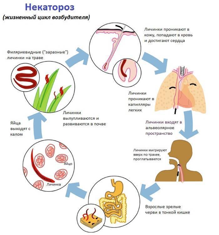 Пирантел суспензия: инструкция по применению для детей, дозировка, аналоги