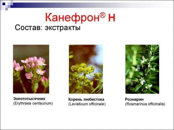 Канефрон при грудном вскармливании новорожденного (лактации): инструкция