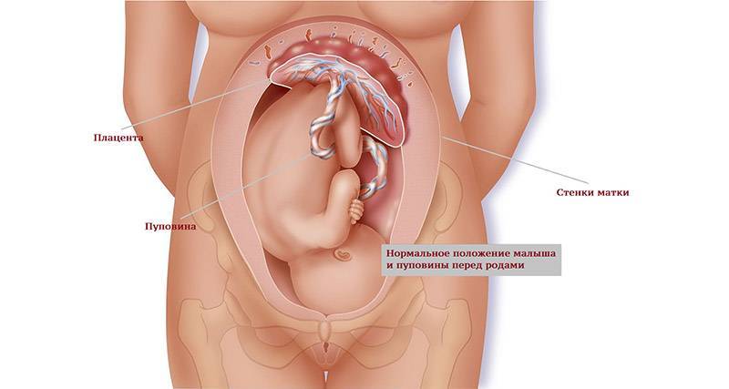 Тест на беременность после переноса эмбриона: на какой день он покажет две полоски?