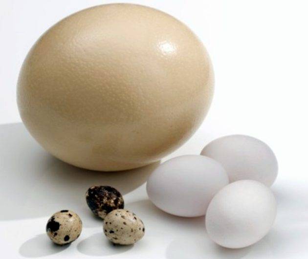 Как вводить желток в прикорм, когда можно давать белок яйца ребенку до года?