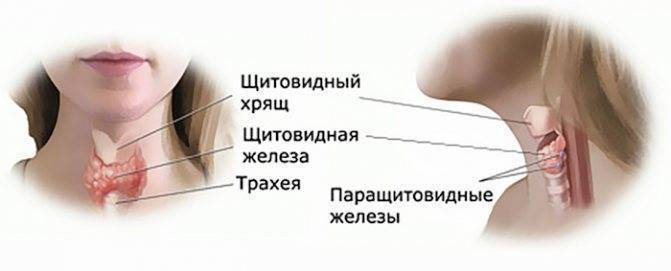 У ребенка опухла шея с одной стороны под ухом: причины, сопутствующие симптомы и лечение