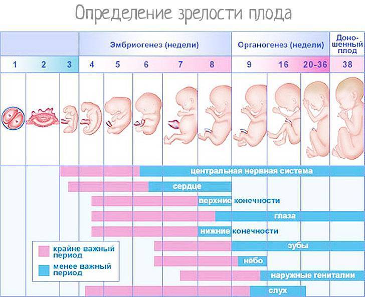На какой неделе рожают первого ребенка, когда роды происходят на нормальном сроке, сколько длятся?