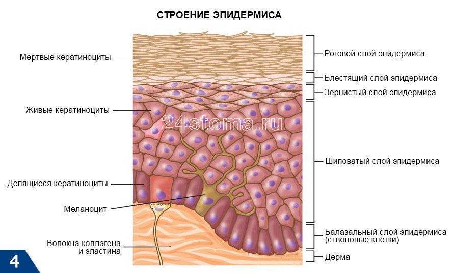 Maternea: крем от растяжек во время беременности и косметика для ухода за грудью