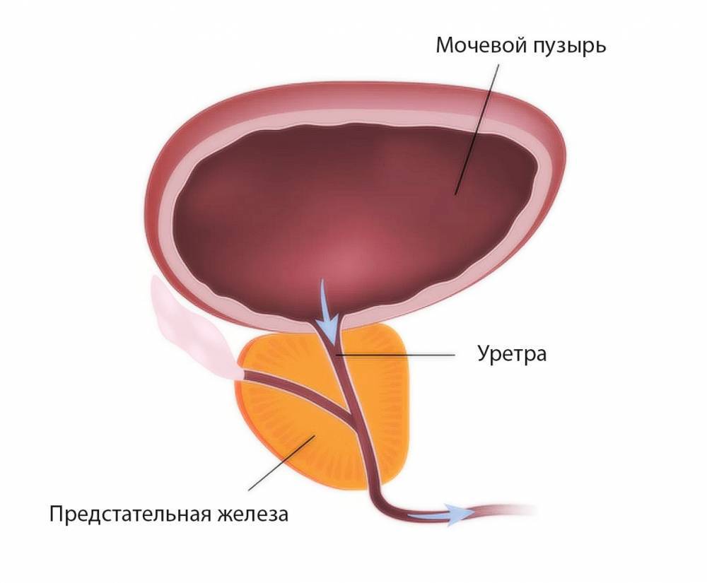 Липоидные тельца в спермограмме, макрофаги, кристаллы спермина и другие объекты в сперме