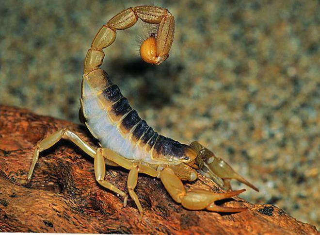 Мазь от укусов насекомых для детей: чем лечить опухоль и покраснение, как снять отек?