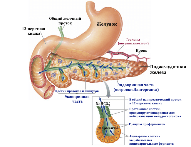 Реактивные изменения поджелудочной железы у ребенка: что это такое и как проявляется?