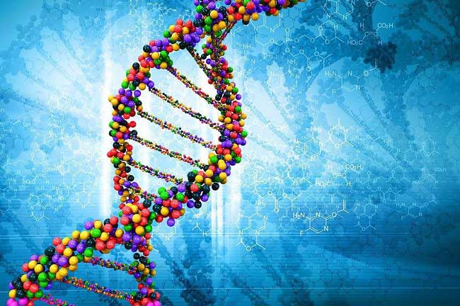 HLA-типирование супругов: что это такое, как происходит расшифровка результатов?