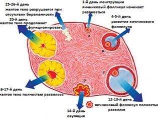 Тест отрицательный, но тошнит при задержке месячных: что это значит?