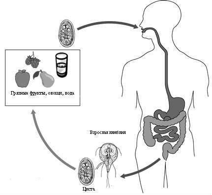 Симптомы и лечение лямблий в печени у детей, причины возникновения и возможные осложнения
