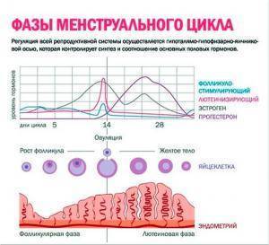 Месячные после зачатия: могут ли пойти выделения через неделю или 2, если наступила беременности?