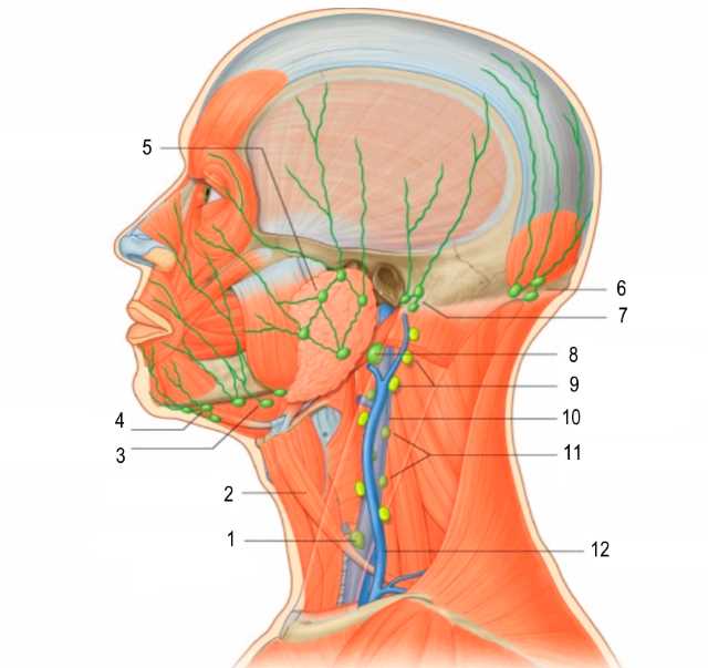 У ребенка увеличены лимфоузлы на затылке: причины воспаления, расположение на голове с фото