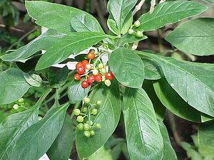 Стодаль от кашля для детей: инструкция по применению сиропа для грудничков и от 1 года, аналоги